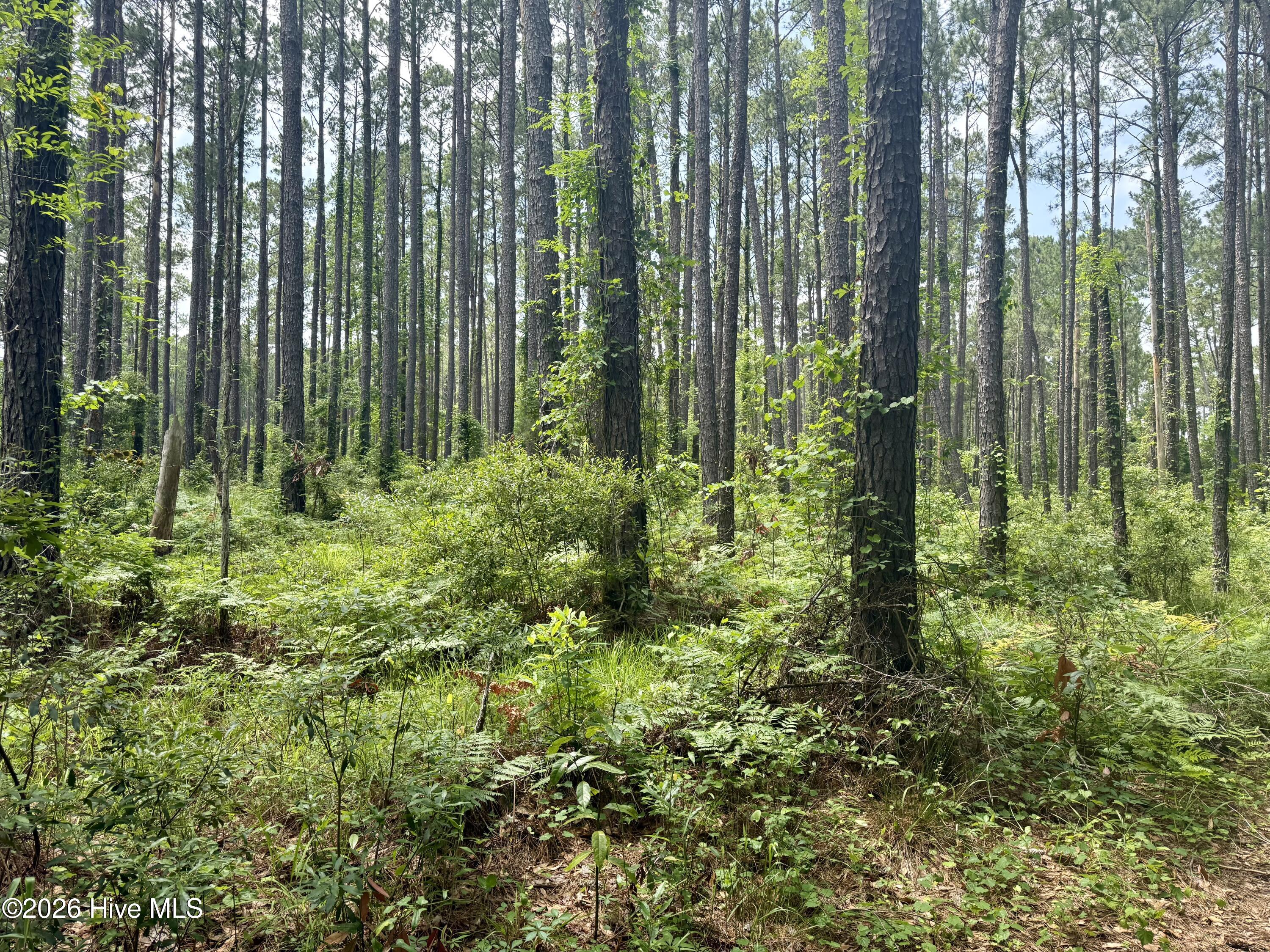 558 Sandy Point Drive Beaufort, NC 28516 - Photo 30 of 33 IMG_5926