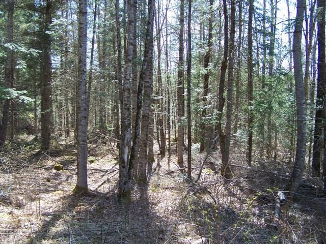 Tbd Tbd River Road Mattawamkeag, ME 04459 - Photo 4 of 11 Photo