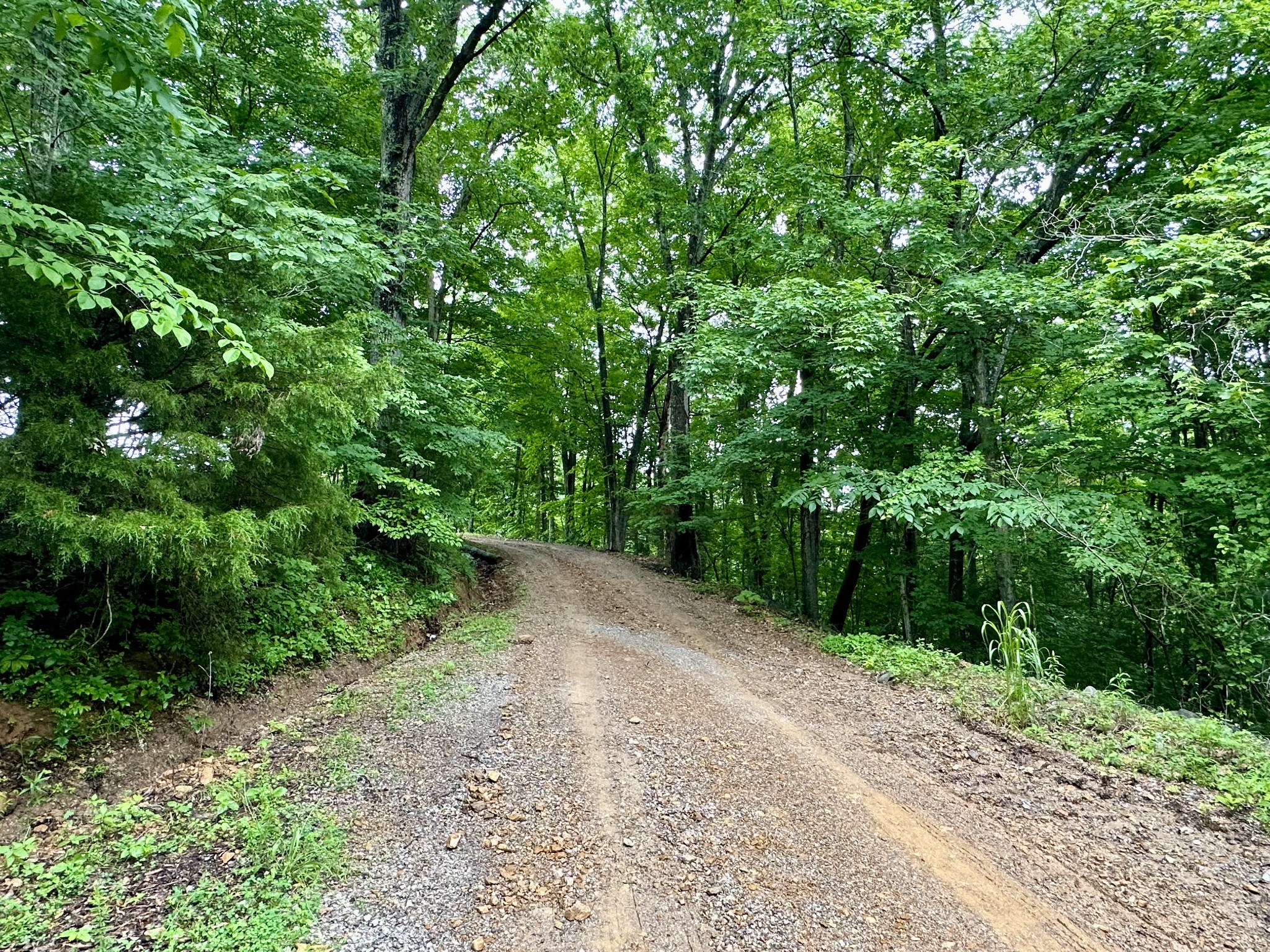 245 Fanny Tom Gains Road Franklin, KY 42134 - Photo 4 of 19 a view of a road with plants and trees