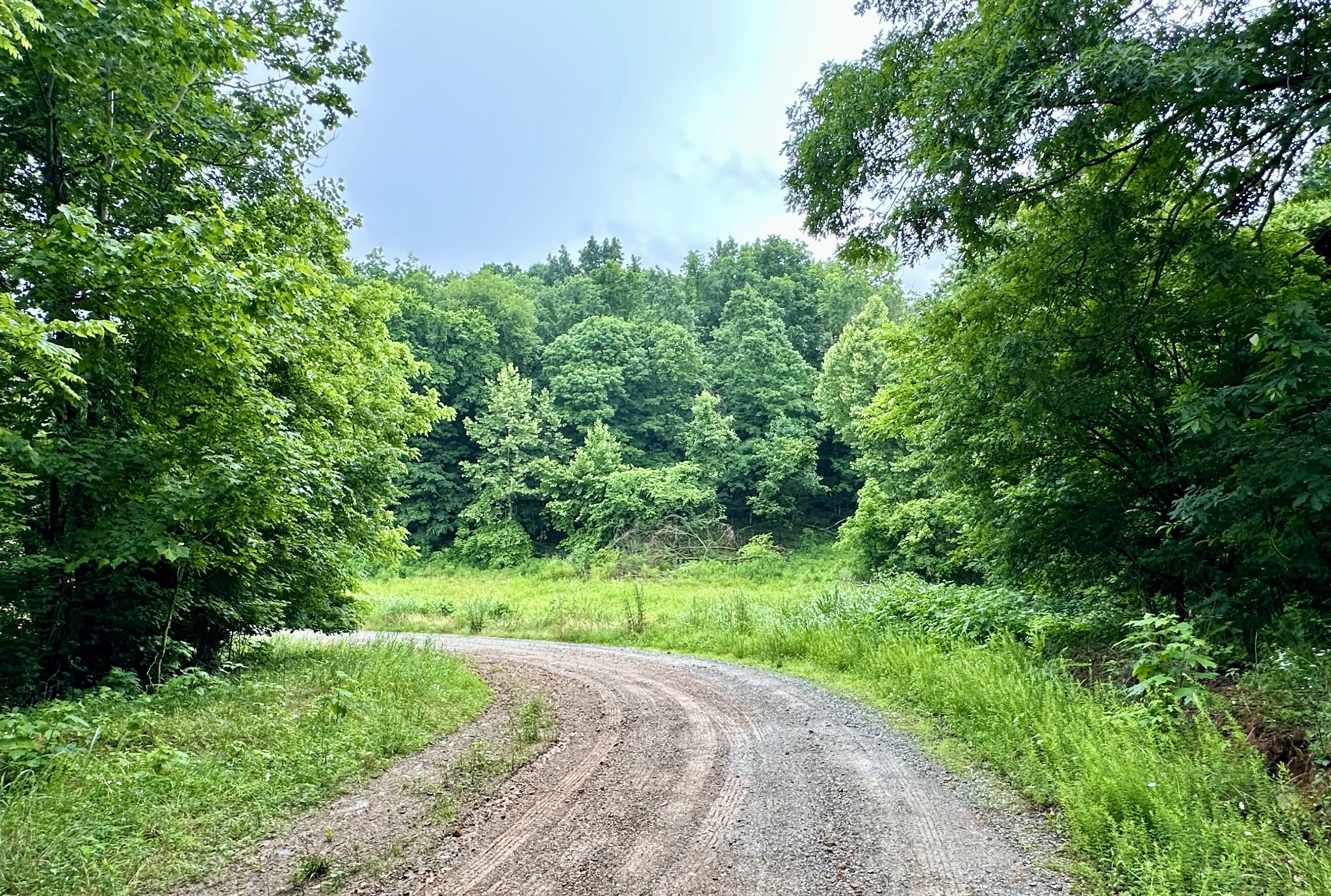 245 Fanny Tom Gains Road Franklin, KY 42134 - Photo 5 of 19 a view of a garden with plants and a large trees