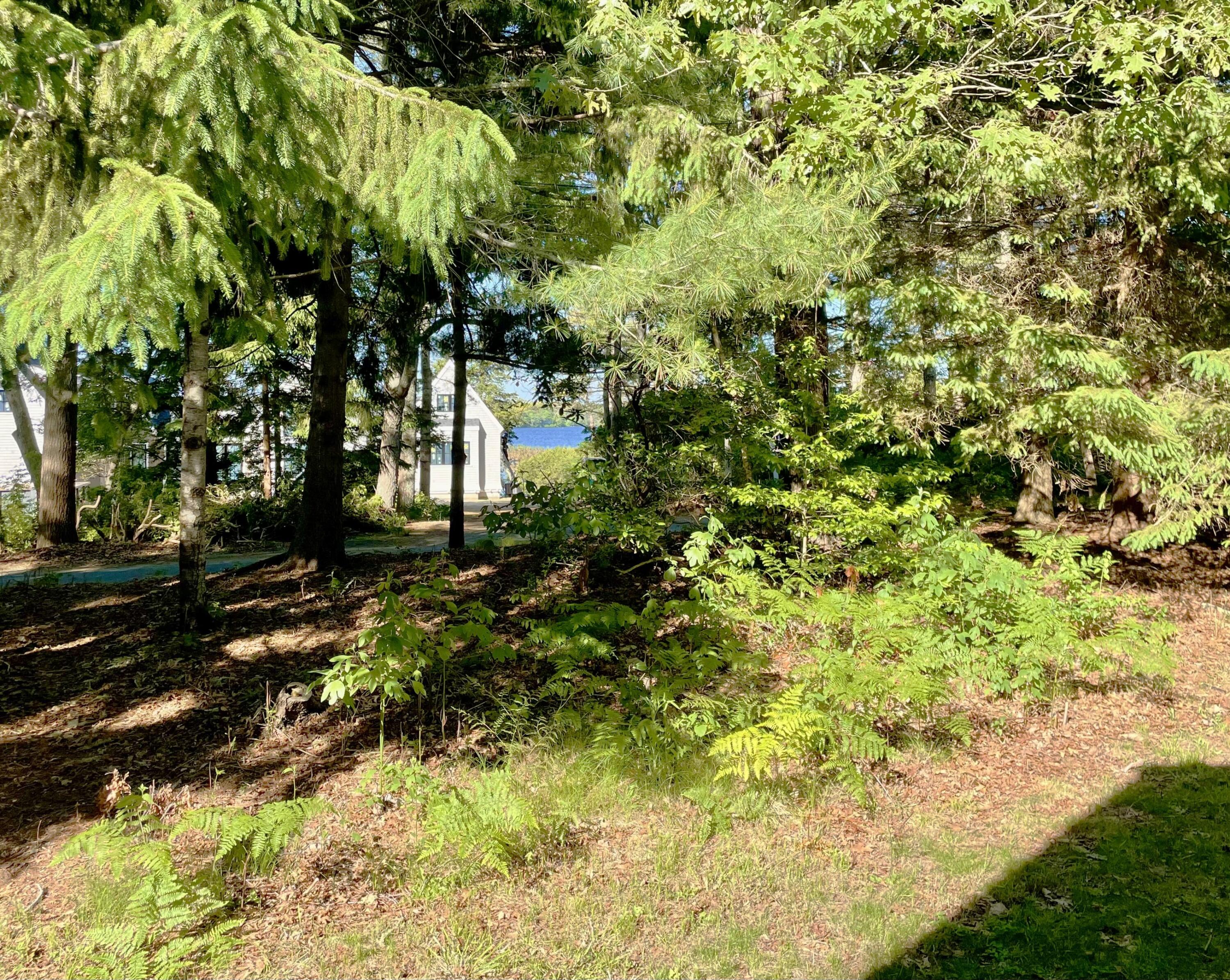 73 Tern Lane Centerville, MA 02632 - Photo 26 of 31 a view of a yard with plants and trees