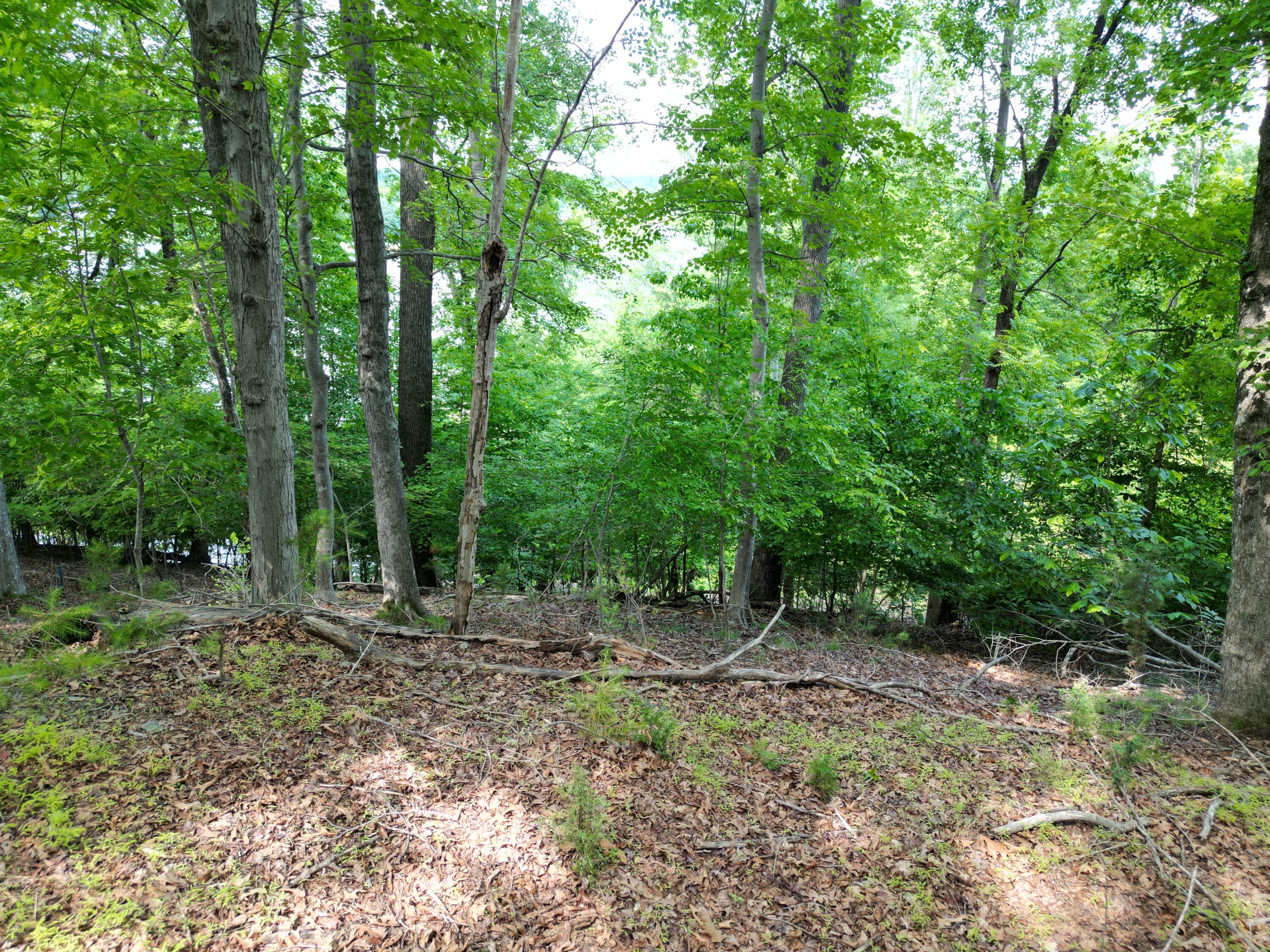 0 Ivy Lane Union Hall, VA 24176 - Photo 14 of 20 a backyard of a house with lots of trees