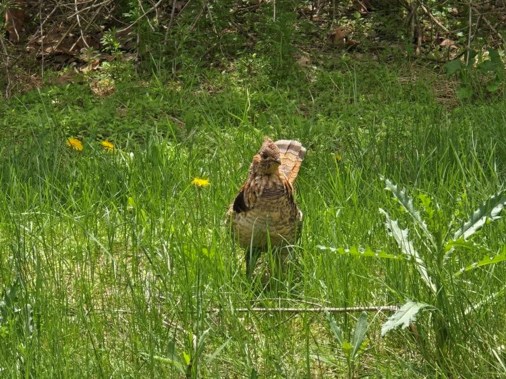 0 Lower Mudlic Road New Bethlehem, PA 16240 - Photo 30 of 38