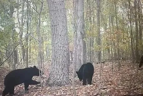 $1,250,000 | 0 Lower Mudlic Road, New Bethlehem, PA 16240