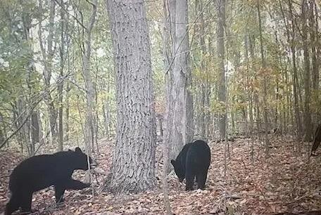 0 Lower Mudlic Road New Bethlehem, PA 16240 - Photo 31 of 38