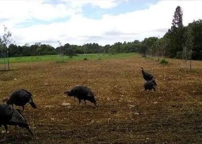 0 Lower Mudlic Road New Bethlehem, PA 16240 - Photo 32 of 38