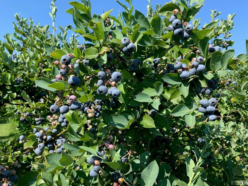 189 Hoyle Jones Road Hertford, NC 27944 - Photo 44 of 51 Blueberries ripe for the picking!