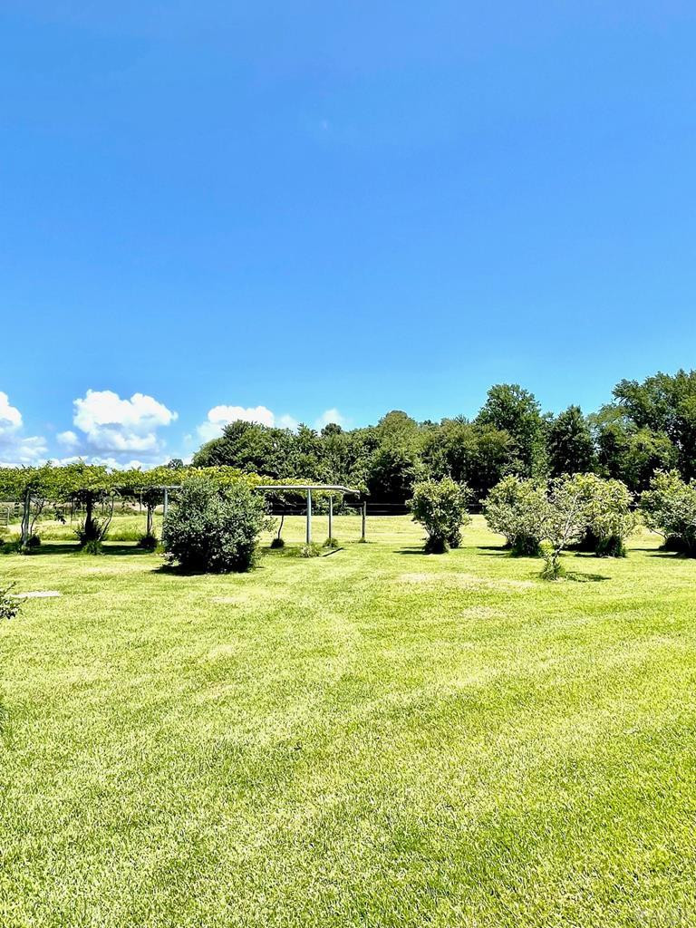 189 Hoyle Jones Road Hertford, NC 27944 - Photo 50 of 51 Grapevines and Pastures!
