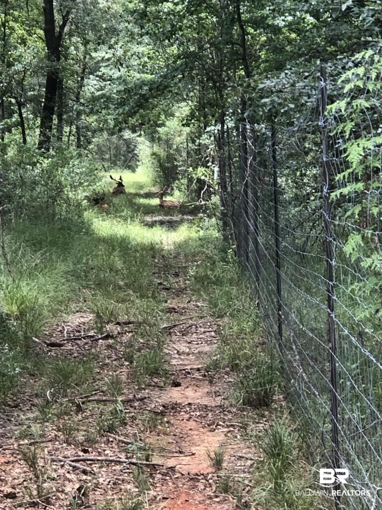 0 Bud Odom Road Deer Park, AL 36529 - Photo 8 of 50