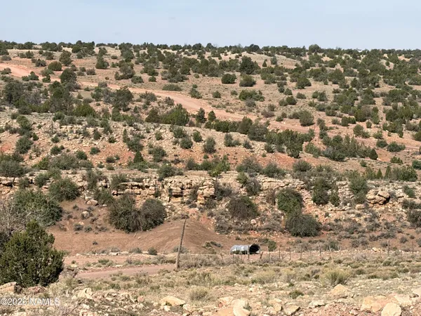 a view of a dry yard with trees