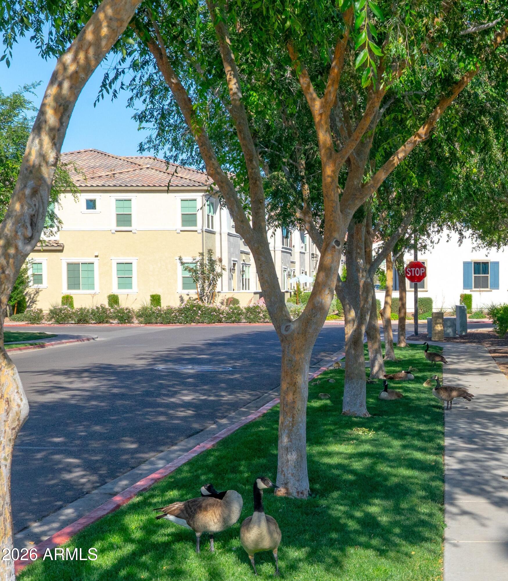 2638 South Key Biscayne Drive Gilbert, AZ 85295 - Photo 26 of 26 KB GEESE