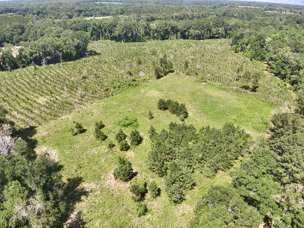 60-acres Hutton Road Hartford, AL 36344 - Photo 19 of 31