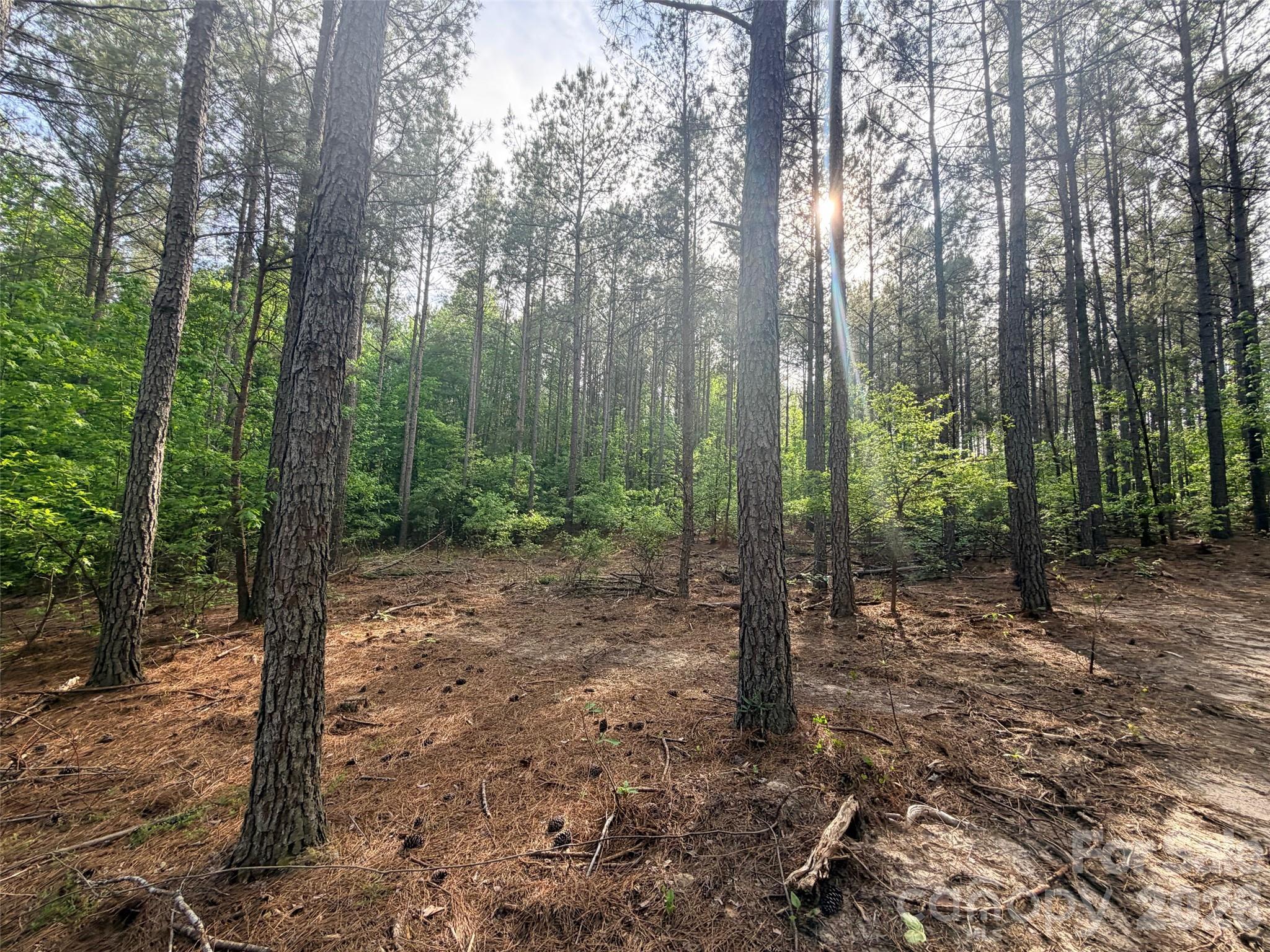 0 Morrow Motor Road Forest City, NC 28043 - Photo 15 of 18 a view of a forest with trees