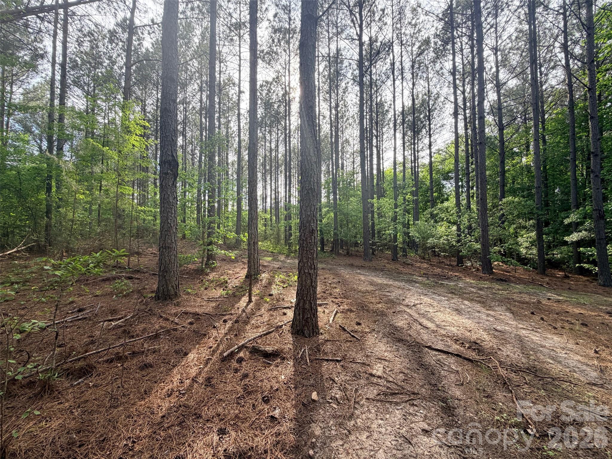 0 Morrow Motor Road Forest City, NC 28043 - Photo 17 of 18 a view of a forest with trees in the background