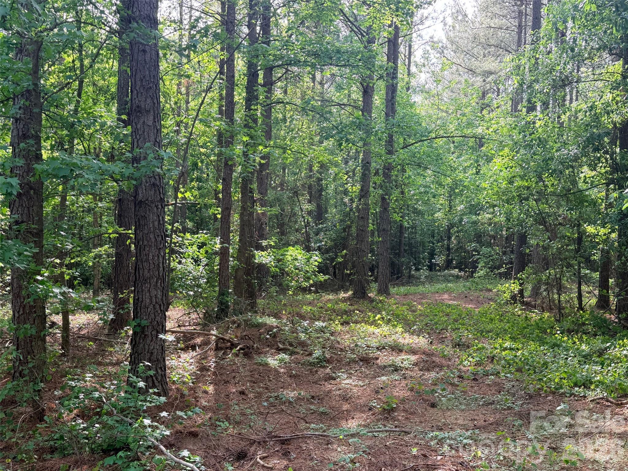 0 Morrow Motor Road Forest City, NC 28043 - Photo 7 of 18 a view of a forest with trees