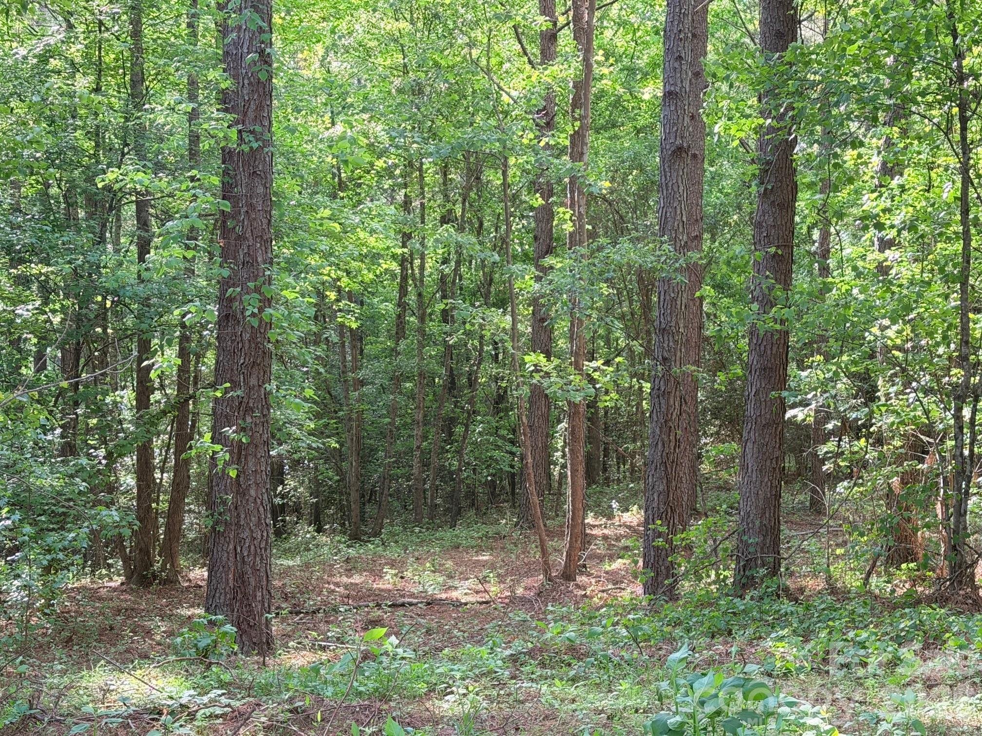 0 Morrow Motor Road Forest City, NC 28043 - Photo 10 of 18 a view of a forest with trees