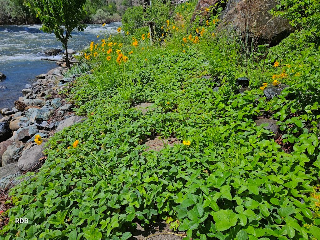 1352 South Main Street Riggins, ID 83549 - Photo 38 of 134 More Perennials!