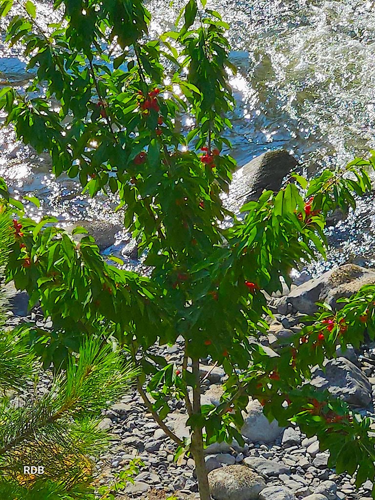 1352 South Main Street Riggins, ID 83549 - Photo 8 of 134 Cherry Trees & Home from River