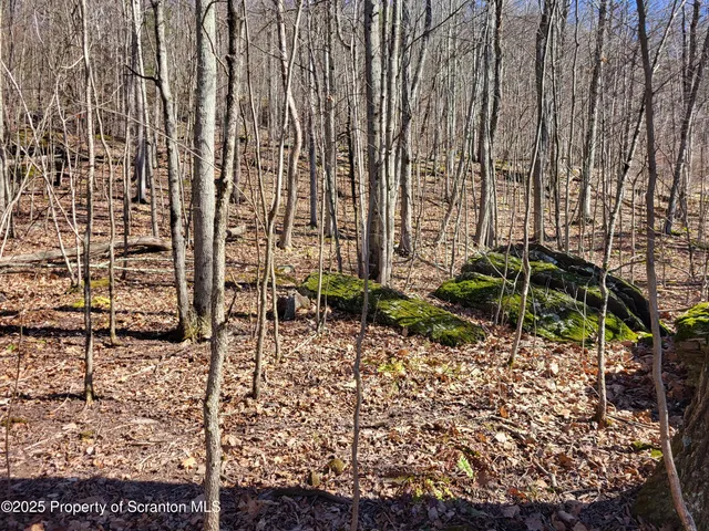 a view of a backyard with plants