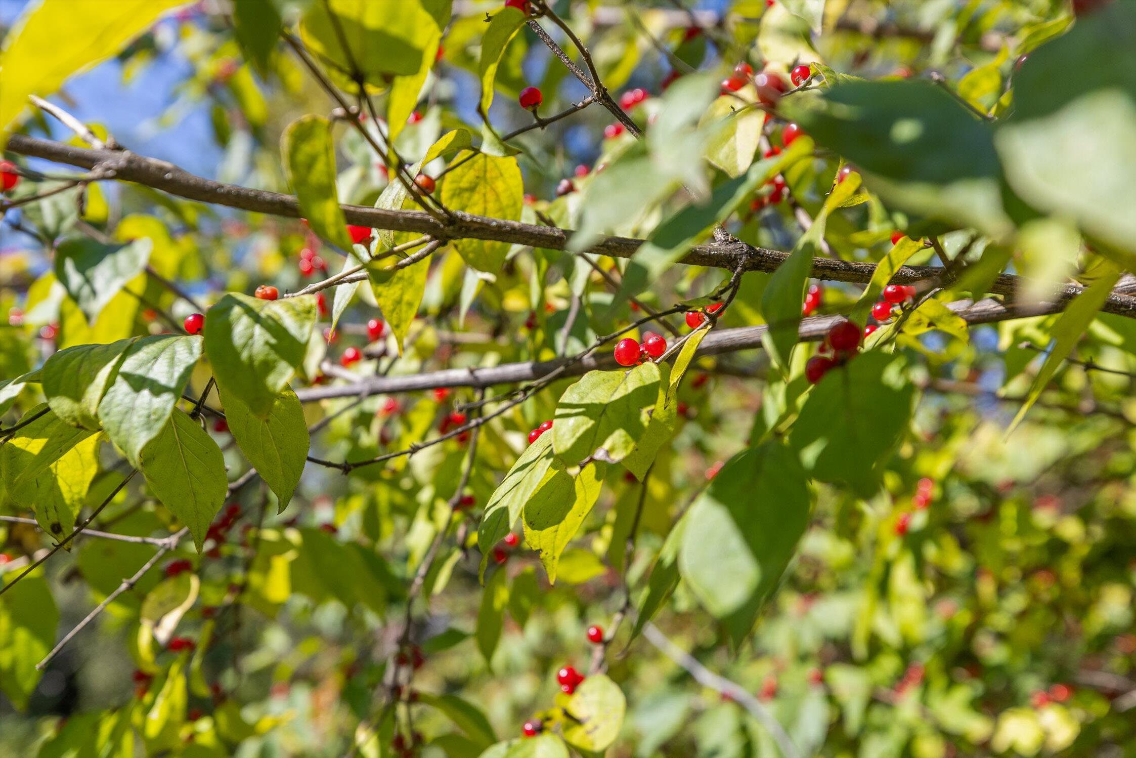 1212 Cinderella Road Lookout Mountain, GA 30750 - Photo 6 of 12 06-Cinderella-6
