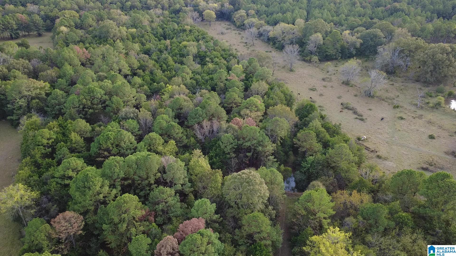 0 Shaw Road Uniontown, AL 36786 - Photo 4 of 8