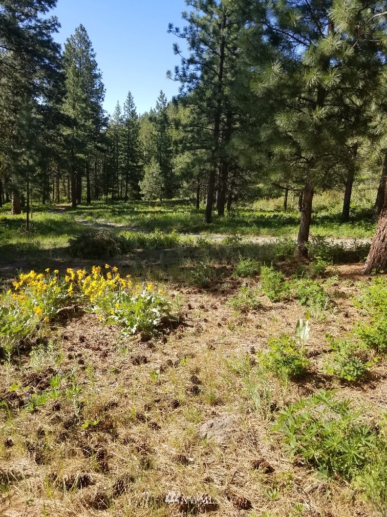 0 Echo Valley Road Manson, WA 98831 - Photo 7 of 19 Gallery Image 7