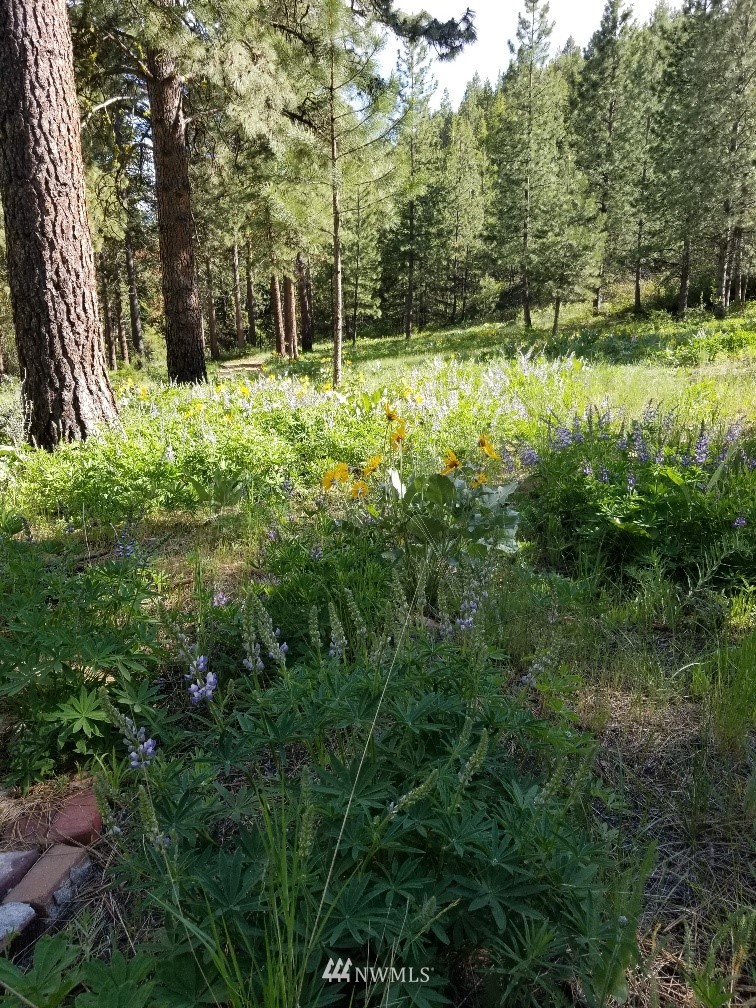 0 Echo Valley Road Manson, WA 98831 - Photo 8 of 19 Gallery Image 8