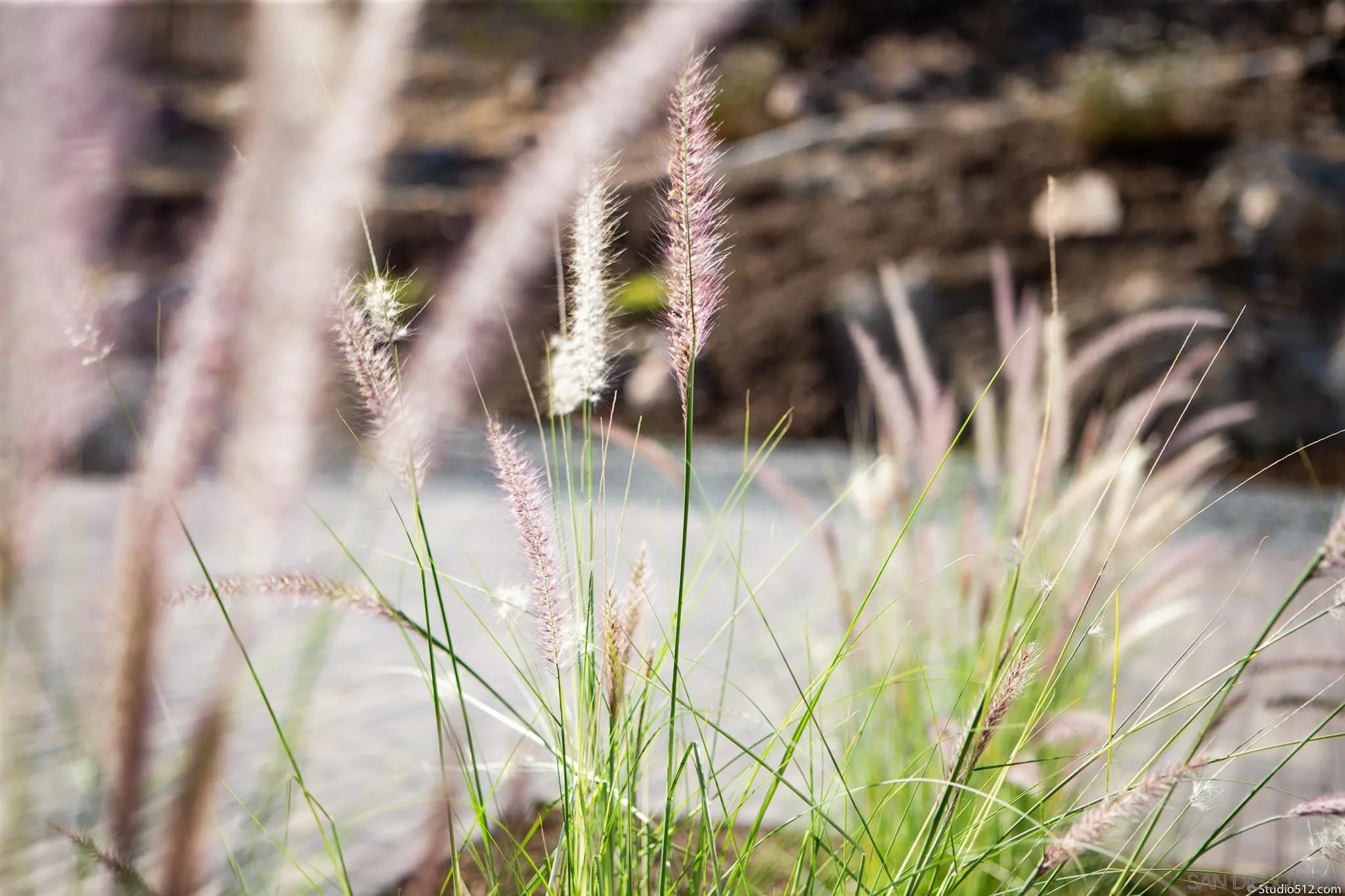 28661 Double K Road Valley Center, CA 92082 - Photo 28 of 34 a close up of a plant in a garden