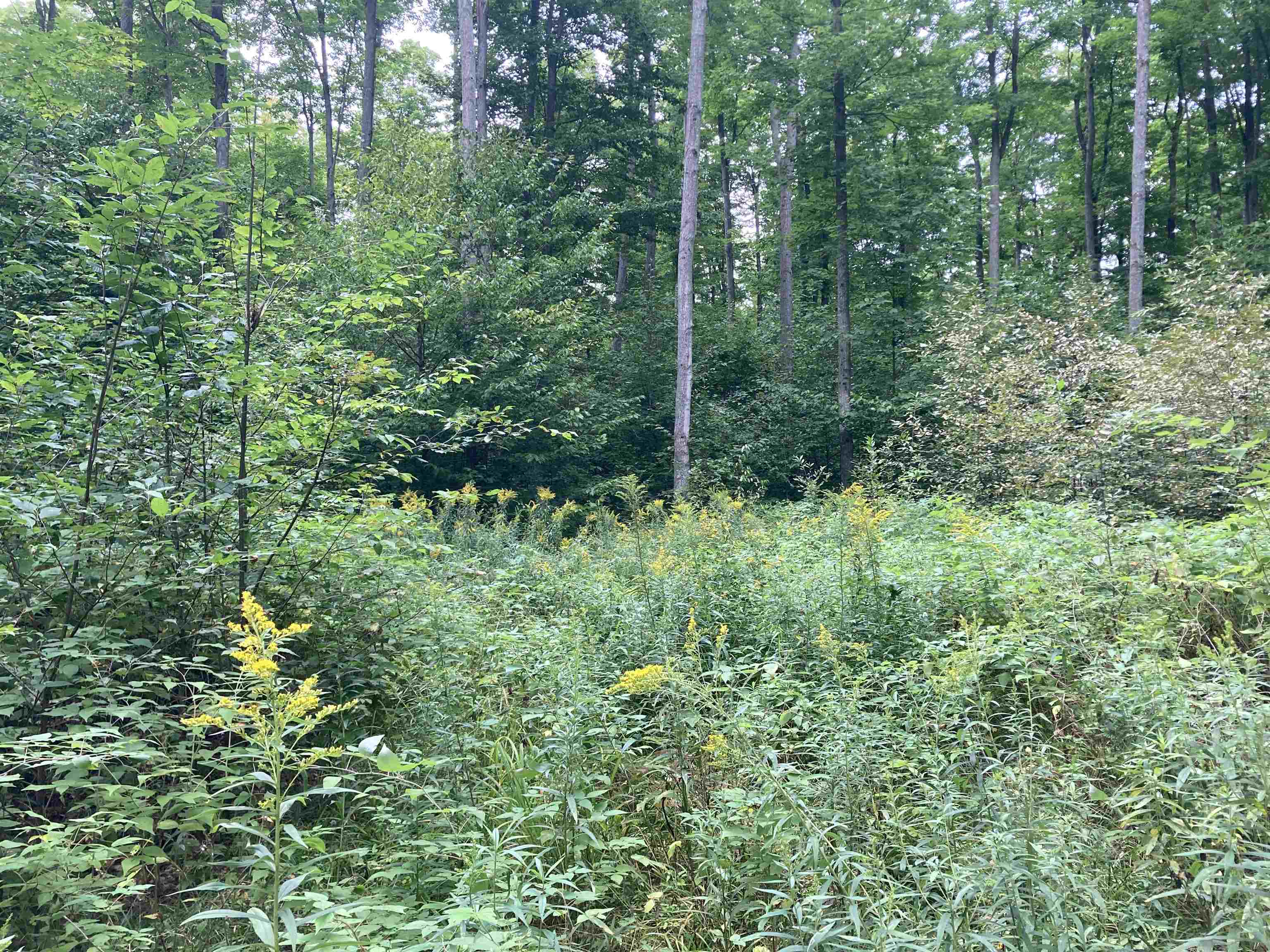 0 West Rhoby Road Lake City, MI 49651 - Photo 3 of 11 Gallery Image 3