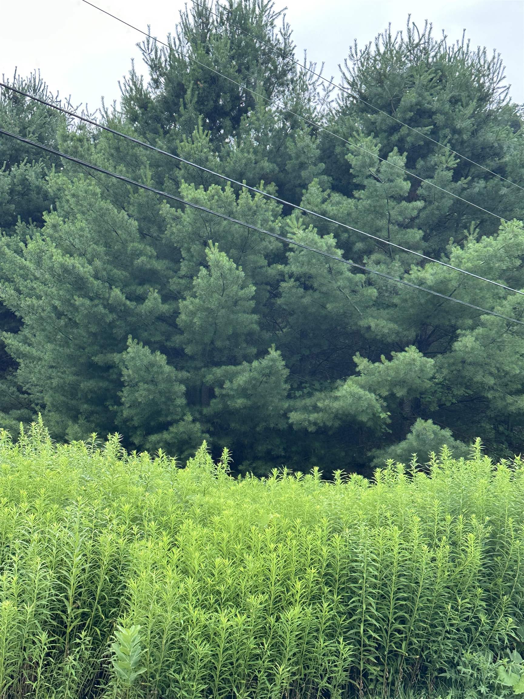 9 Rydon Acres Brandon, VT 05733 - Photo 10 of 17