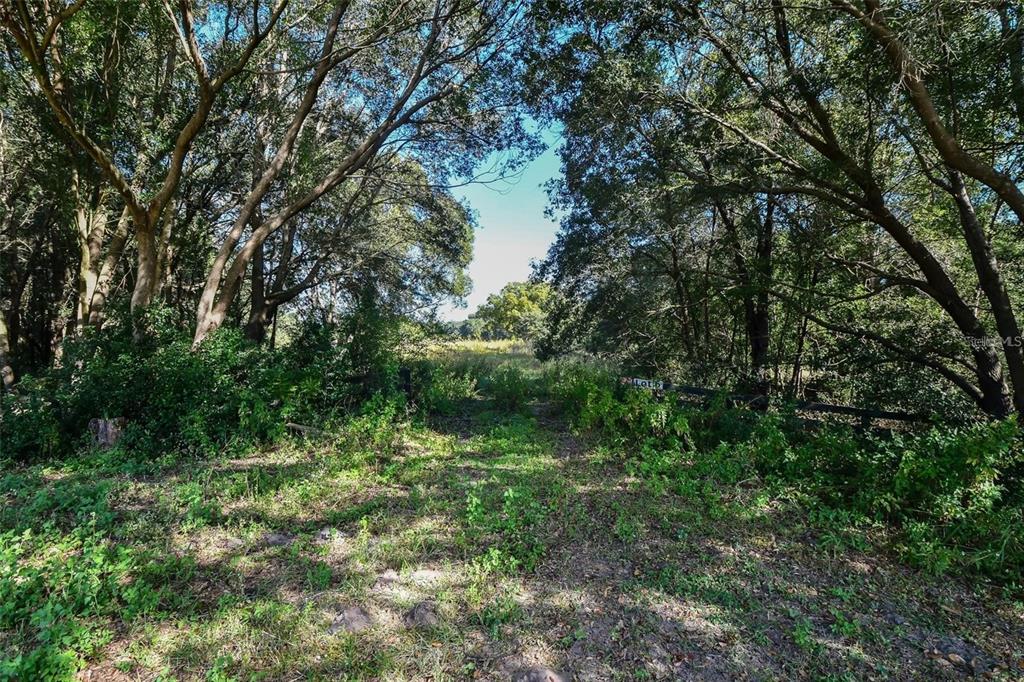 6 Tree Frog Lane Eustis, FL 32736 - Photo 10 of 19 a view of a lush green forest