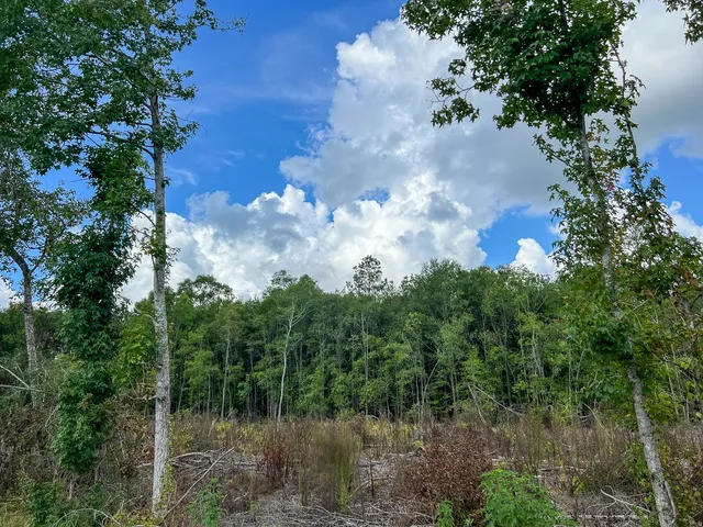 a view of lake with green space