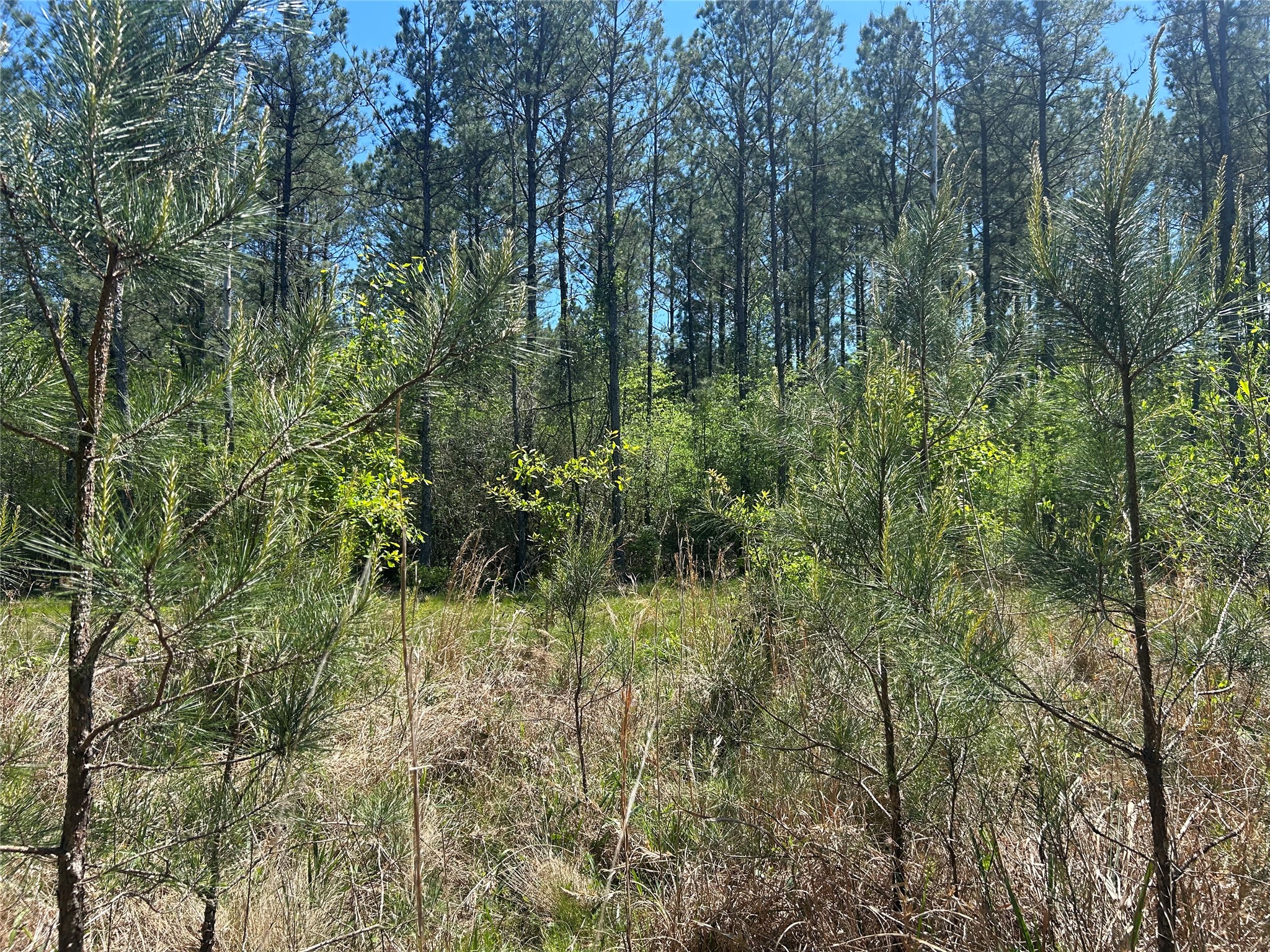 Lot 39 Carter Ranch Road Kountze, TX 77625 - Photo 9 of 13 a view of a garden