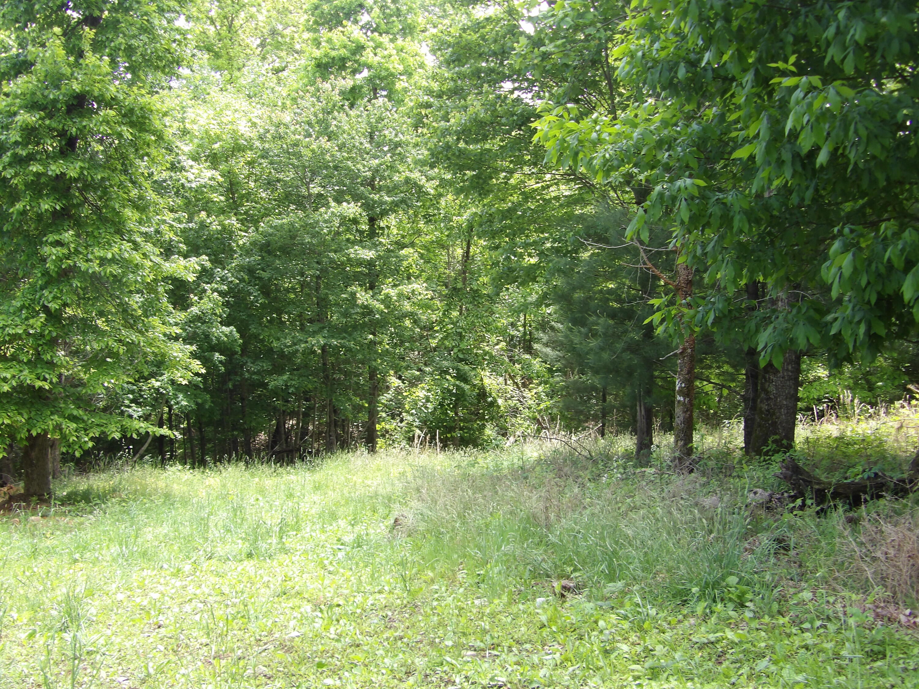 0 Kerley Road Spring City, TN 37381 - Photo 11 of 14 100_2487