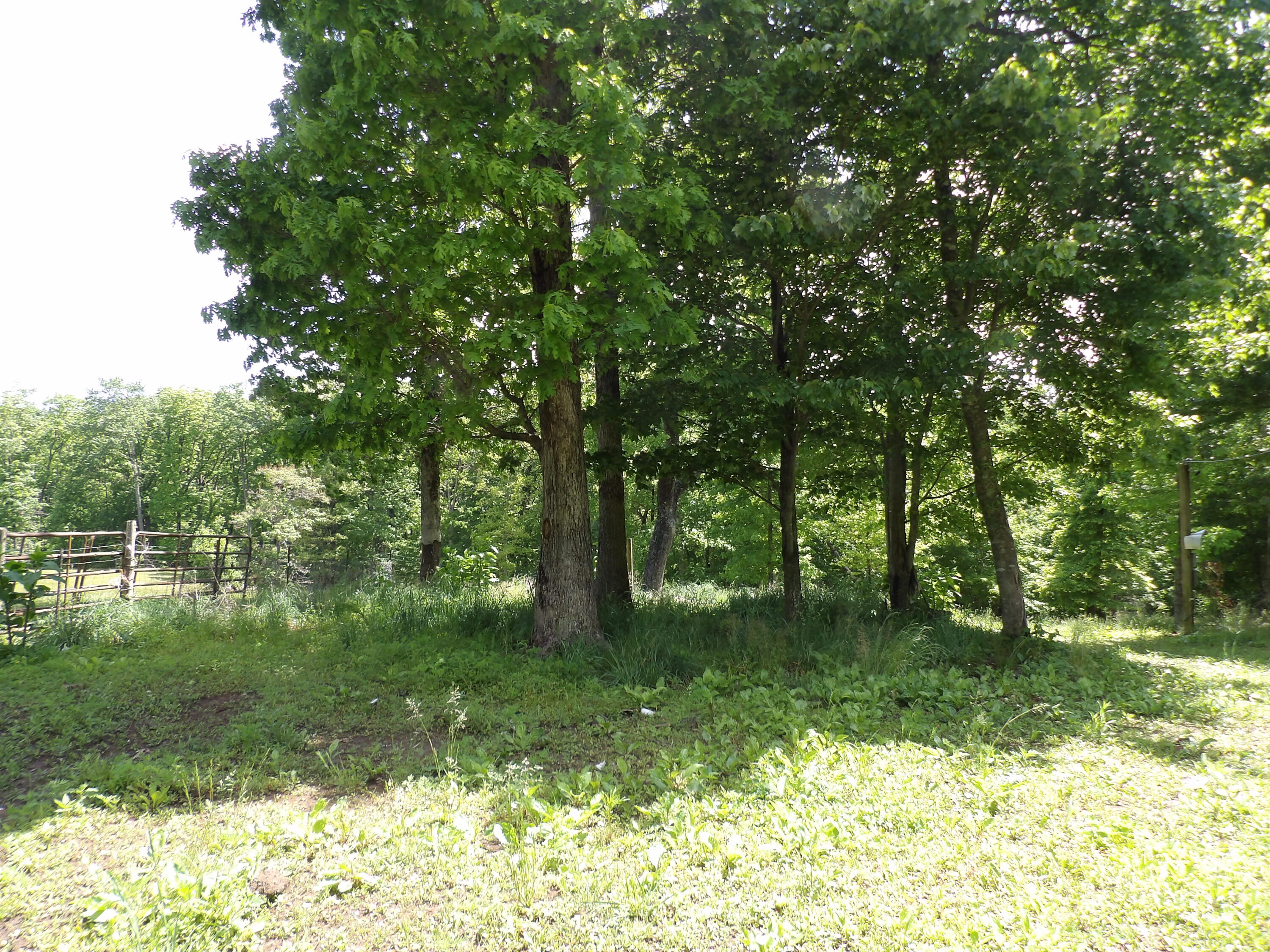 0 Kerley Road Spring City, TN 37381 - Photo 4 of 14 100_2480 - Copy