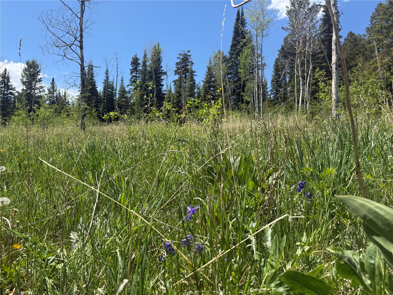 Tbd Spring Creek Ranch Road Silverthorne, CO 80498 - Photo 21 of 48