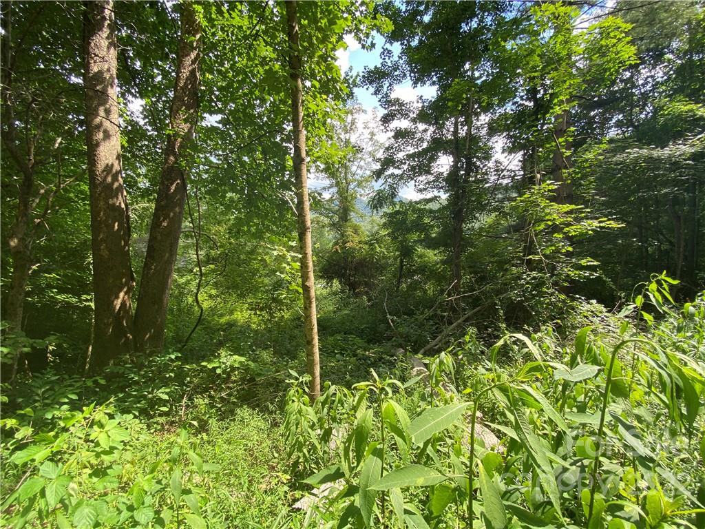 4765 Cane Creek Road Bakersville, NC 28705 - Photo 12 of 34 a view of a garden