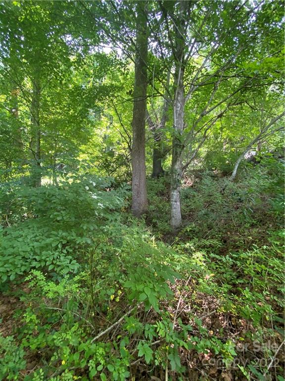 4765 Cane Creek Road Bakersville, NC 28705 - Photo 31 of 34 a view of a forest with trees