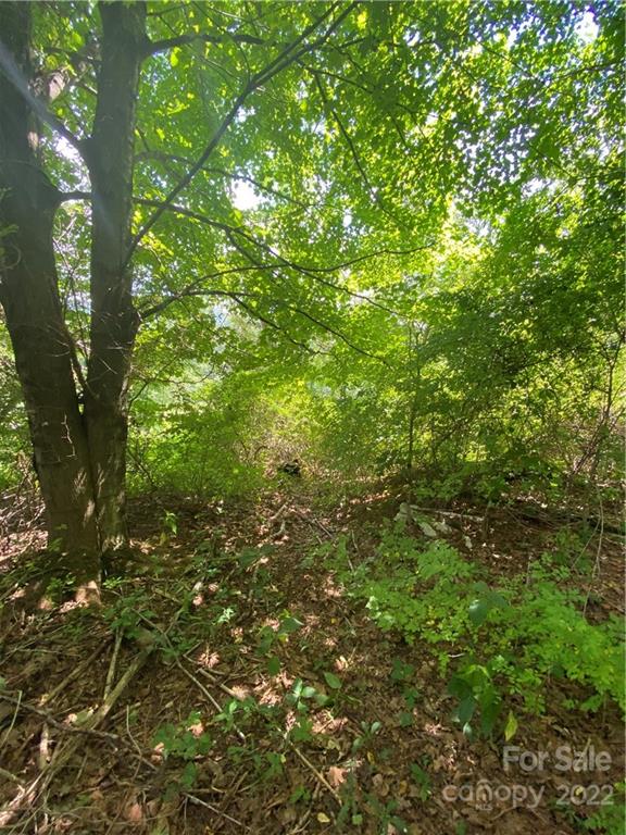 4765 Cane Creek Road Bakersville, NC 28705 - Photo 32 of 34 a view of a tree in a yard