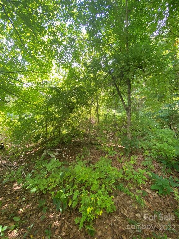 4765 Cane Creek Road Bakersville, NC 28705 - Photo 33 of 34 a view of a lush green forest