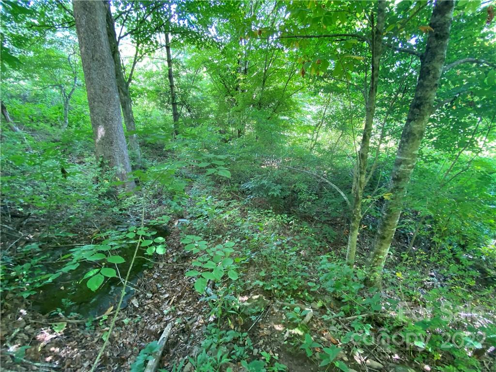 4765 Cane Creek Road Bakersville, NC 28705 - Photo 5 of 34 a view of a lush green forest