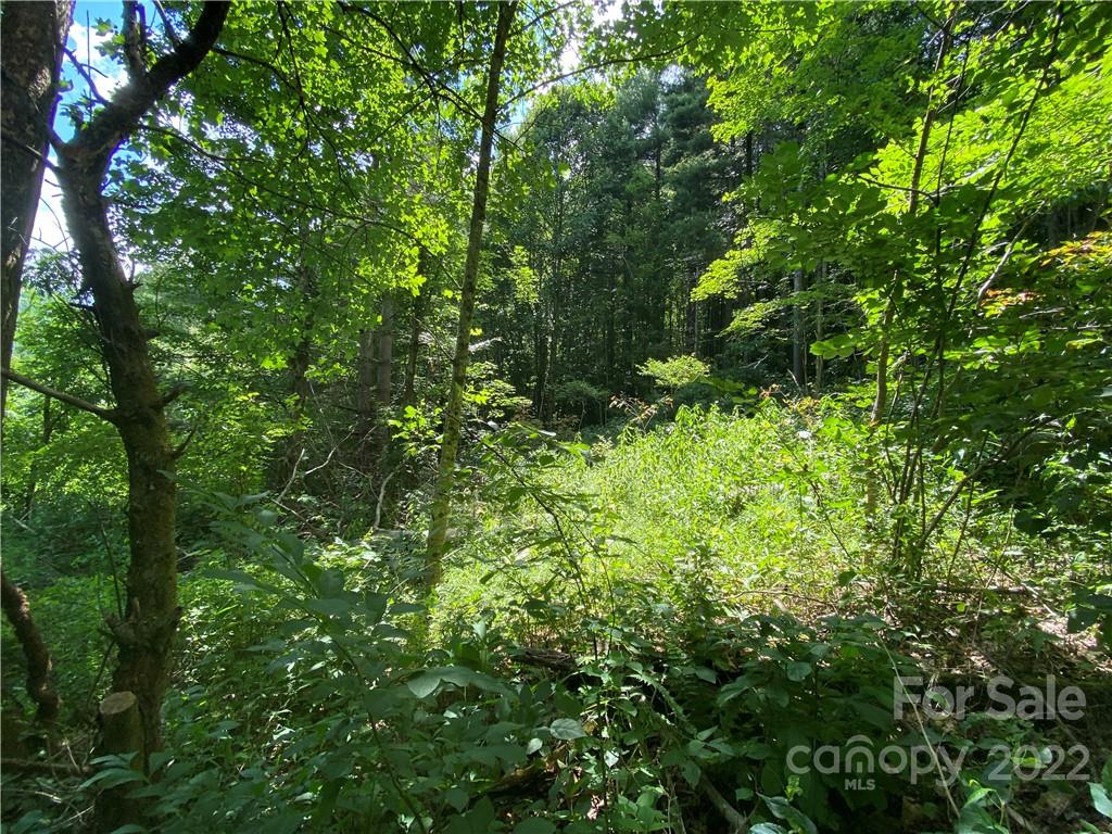4765 Cane Creek Road Bakersville, NC 28705 - Photo 6 of 34 a view of a lush green forest