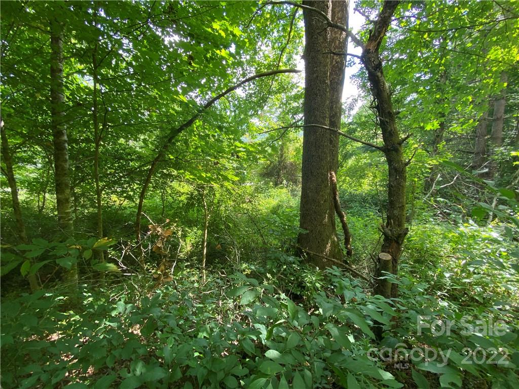 4765 Cane Creek Road Bakersville, NC 28705 - Photo 7 of 34 a view of forest
