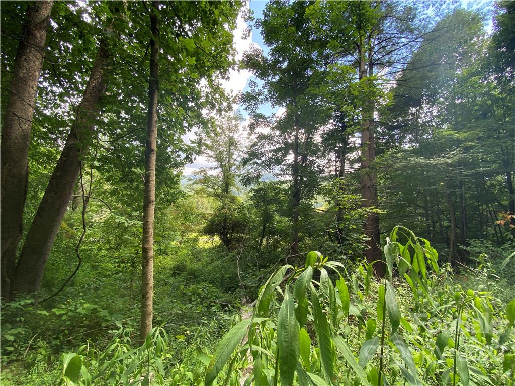 4765 Cane Creek Road Bakersville, NC 28705 - Photo 8 of 34 a view of a garden