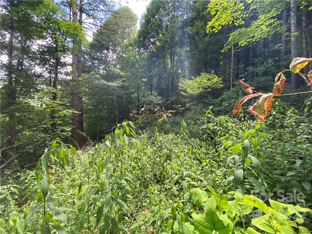 4765 Cane Creek Road Bakersville, NC 28705 - Photo 9 of 34 a backyard of a house with lots of green space and glass windows