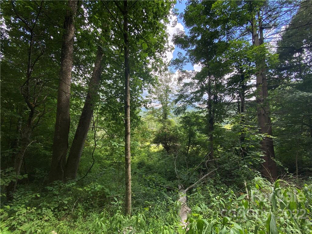 4765 Cane Creek Road Bakersville, NC 28705 - Photo 10 of 34 a view of a forest with trees