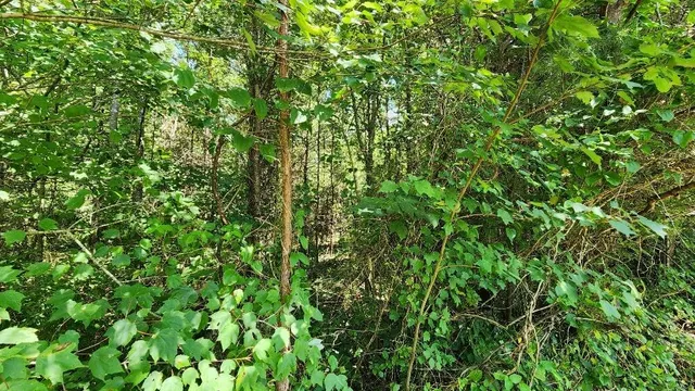 $60,000 | 2-4 Sr 108, Gruetli Laager, TN 37339