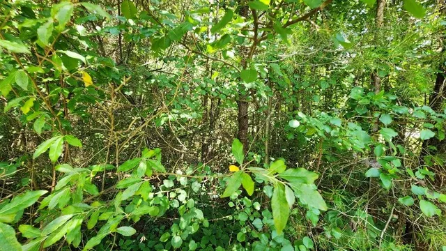 $60,000 | 2-4 Sr 108, Gruetli Laager, TN 37339