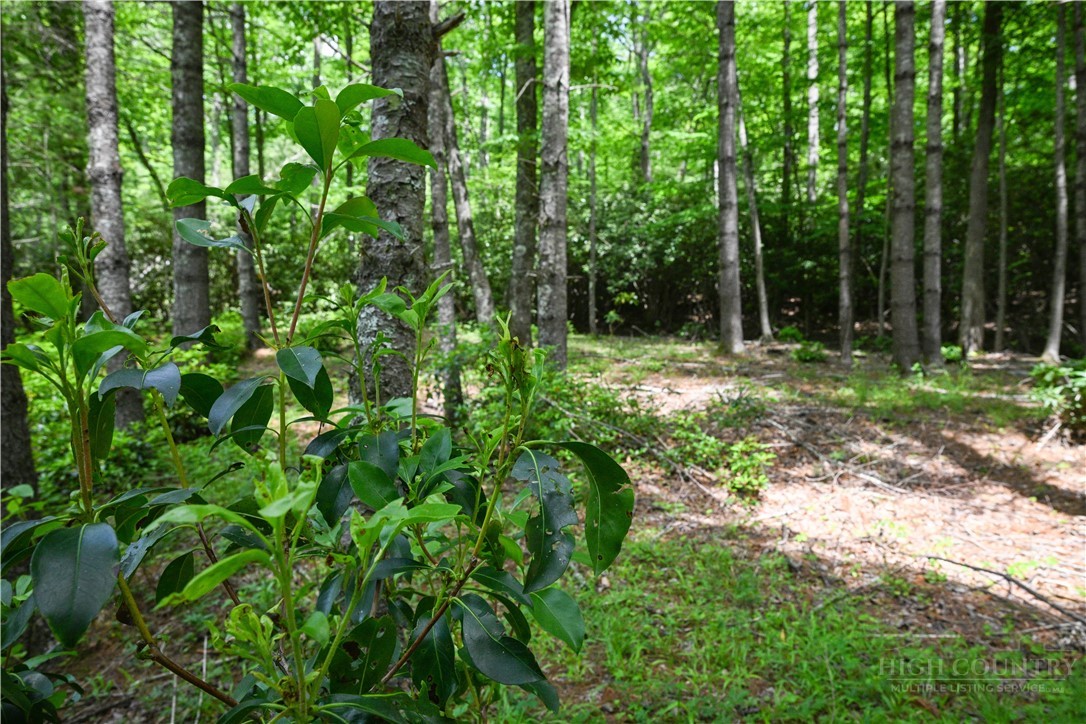 Lot 2 Gusher Knob Road Newland, NC 28657 - Photo 12 of 17