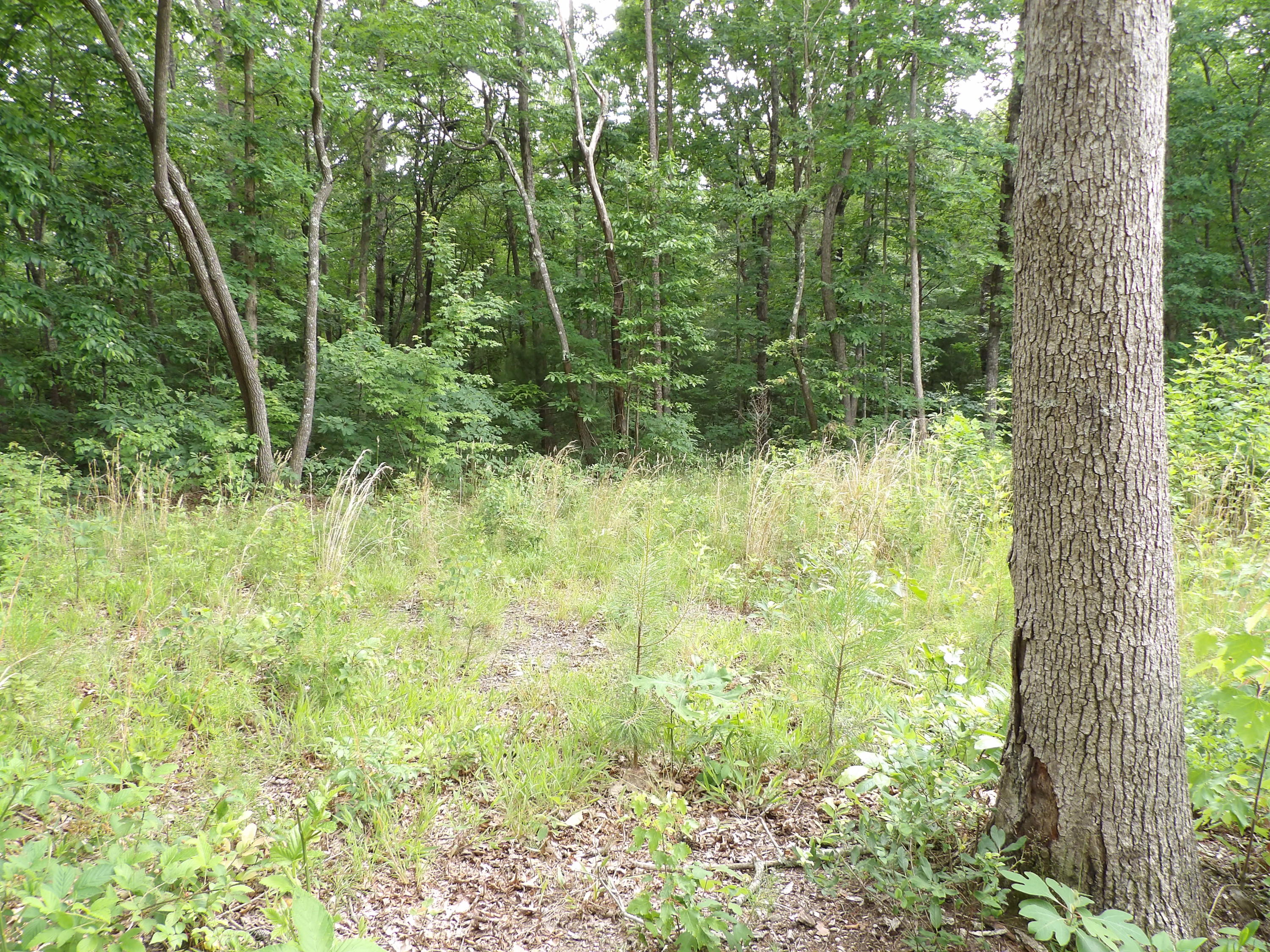 70 Jason Road Pikeville, TN 37367 - Photo 11 of 16 100_1114
